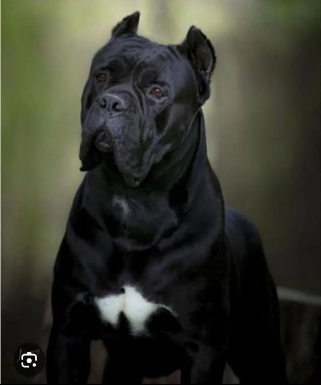 Filhotes de Cane Corso com Pedigree  - Foto 3