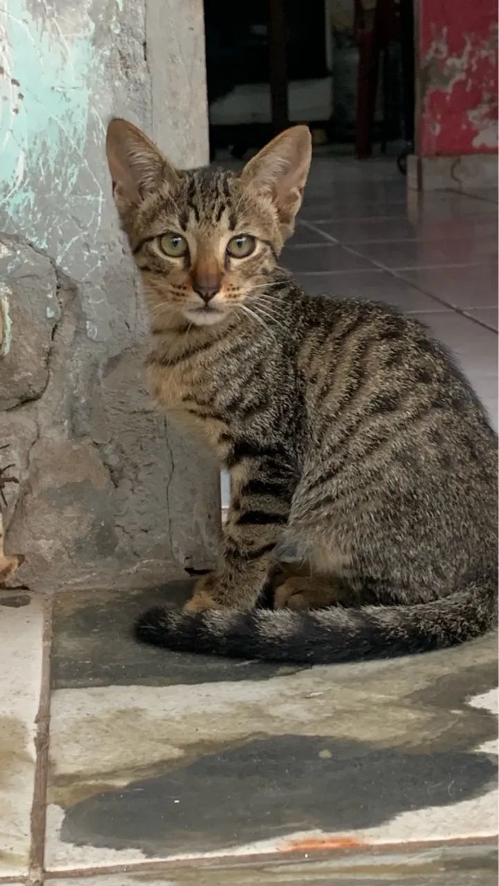 Gatinhos para adoção - vermifugados - Foto 5