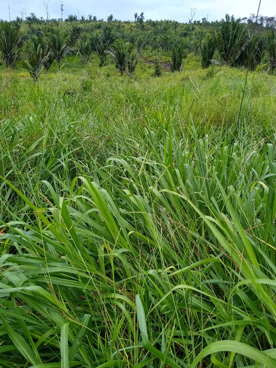 Terra localizada em monte negro na linha C35