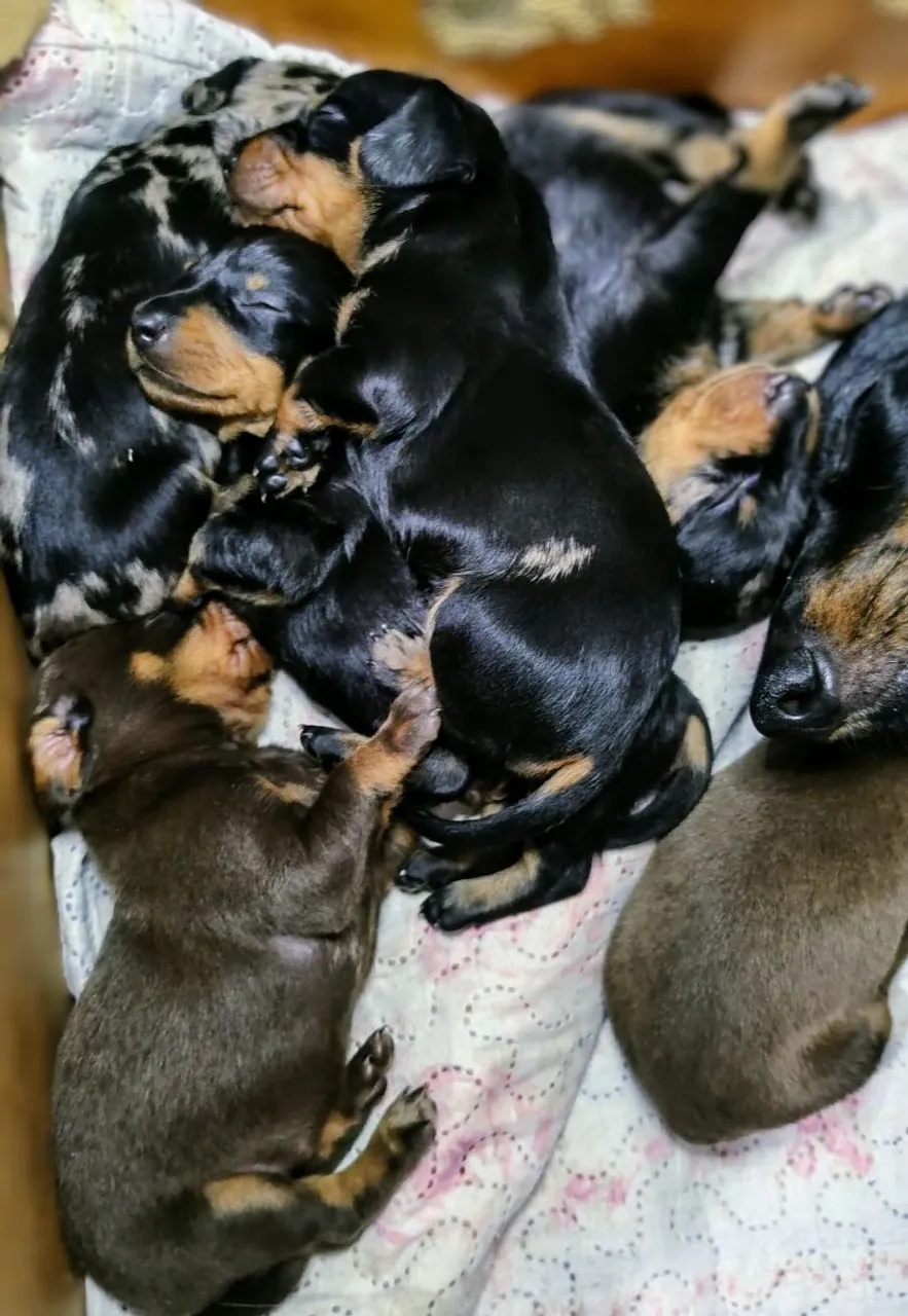 Filhotes de Dachshund (Teckel) Salsichinha - Machos