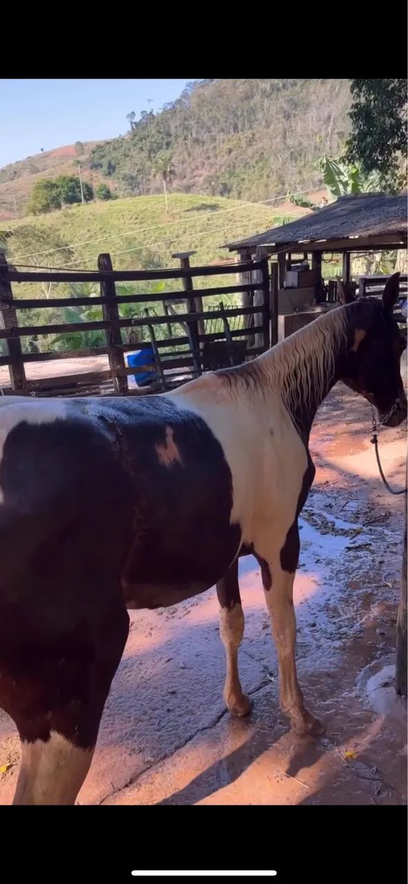 Potra Paint Horas  - Foto 3