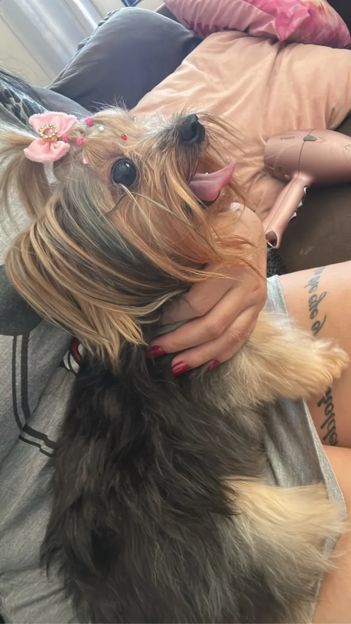 Yorkshire Terrier Charmoso e Feliz!