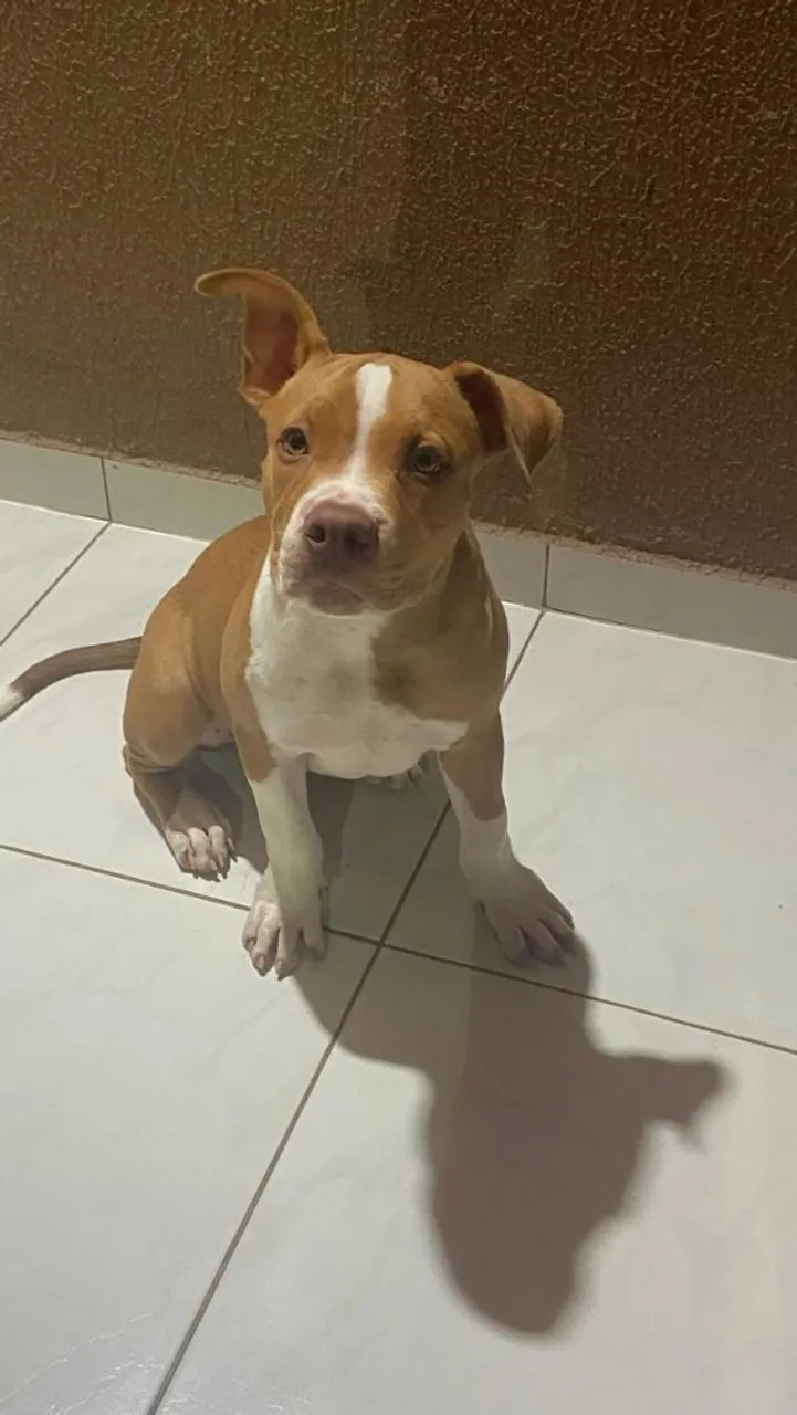 Filhote de PITMONSTER para venda
