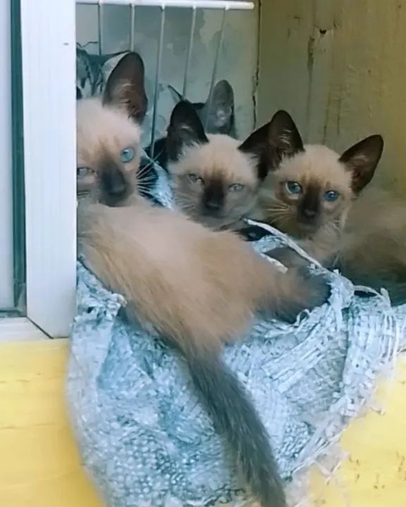 Gatinho lindos e saudáveis para doação  - Foto 2
