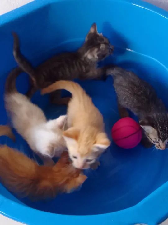 Gatos pra adoção  - Foto 4