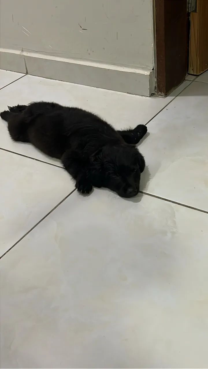 adoção responsável  - Foto 3