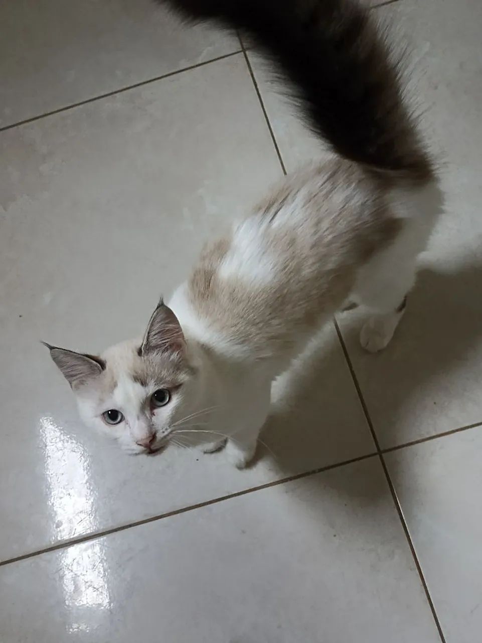 ADOTE OS GATINHOS  - Foto 5