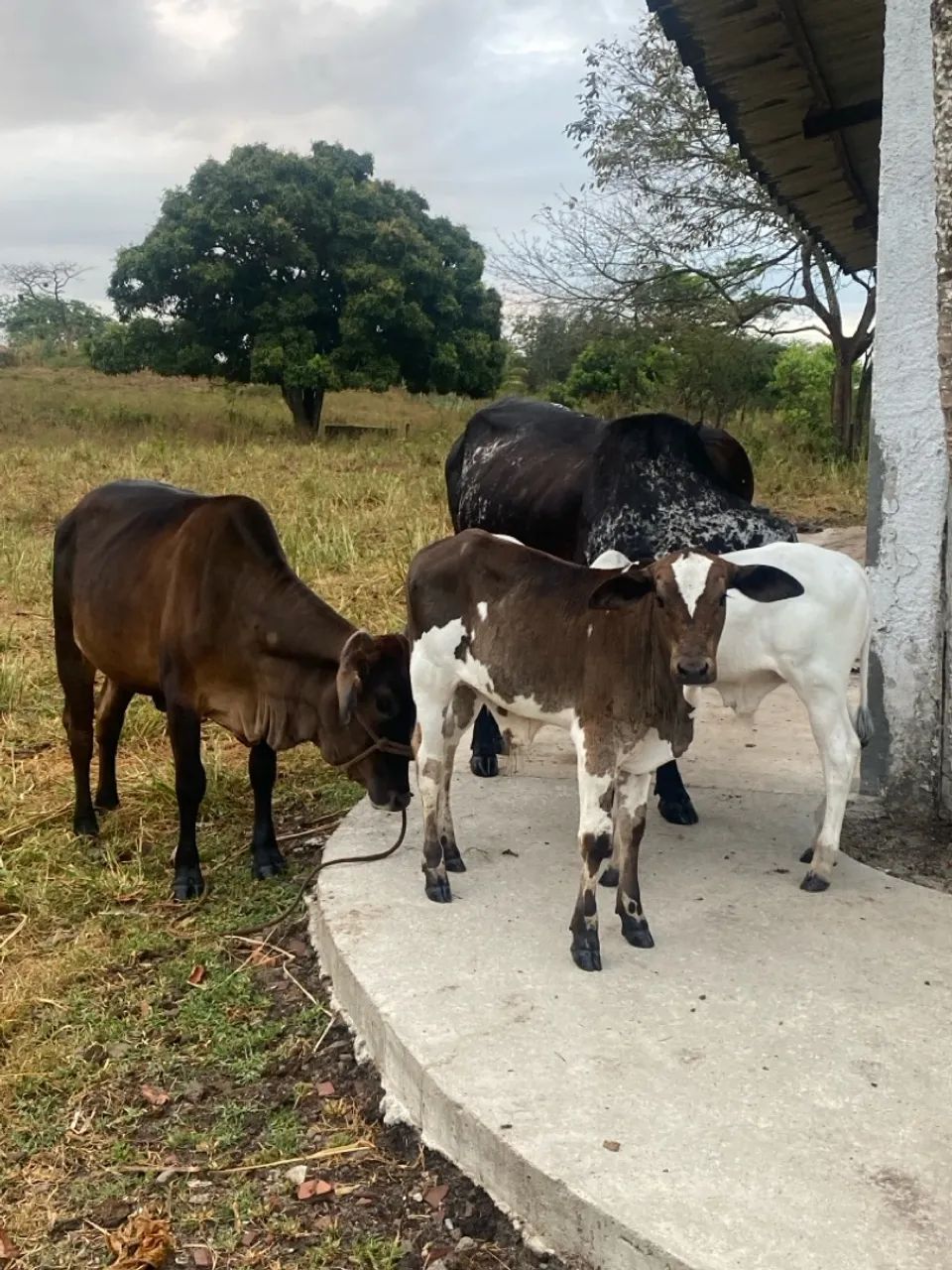 Sitio 6hac em Bonança (RMR) - Foto 4