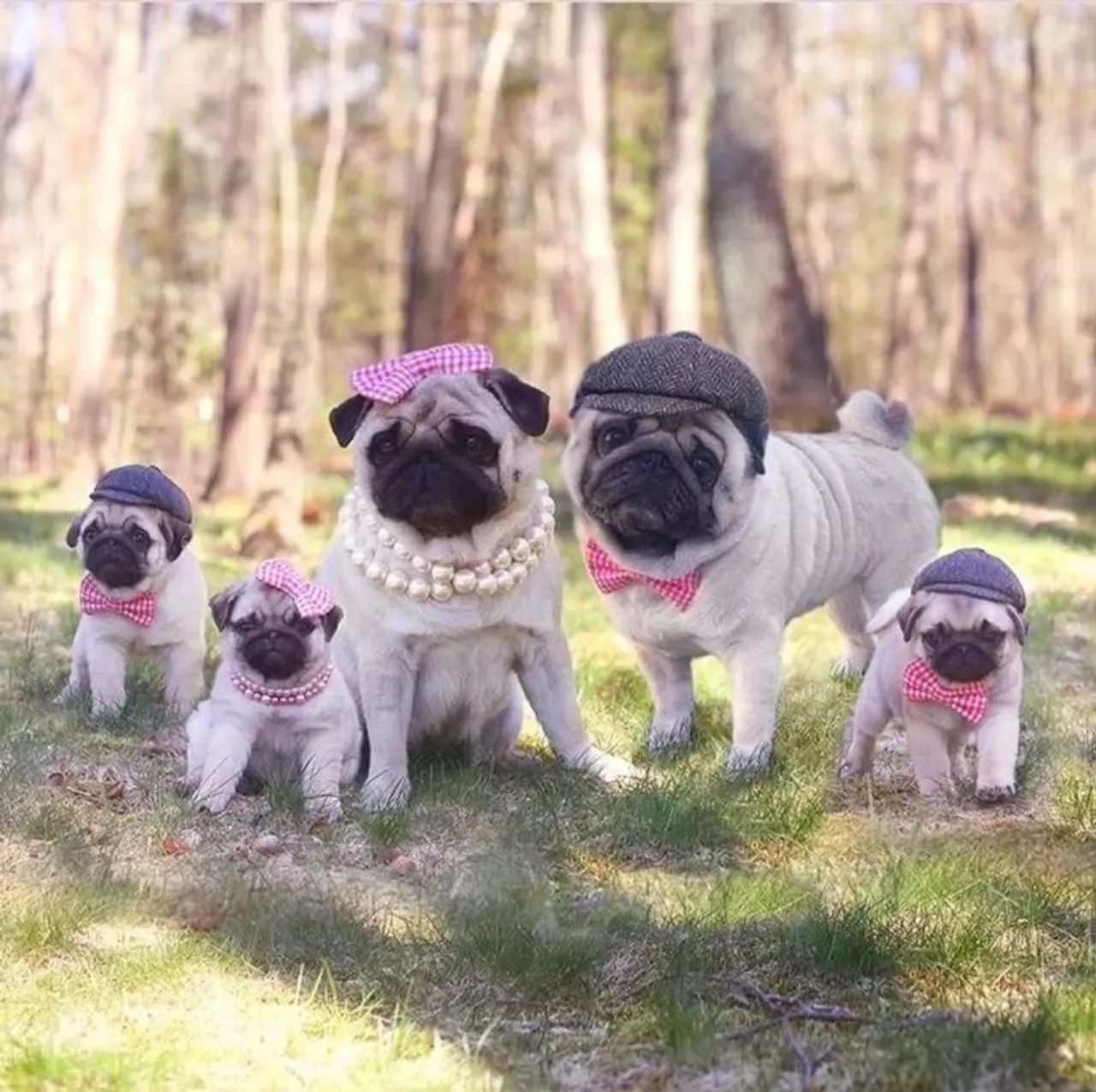 Família de Pugs fofinhos para venda