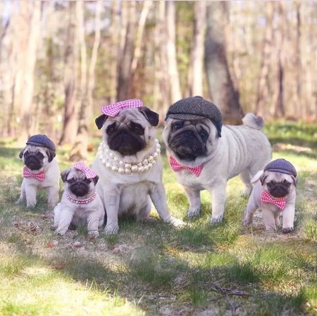 Família de Pugs fofinhos para venda