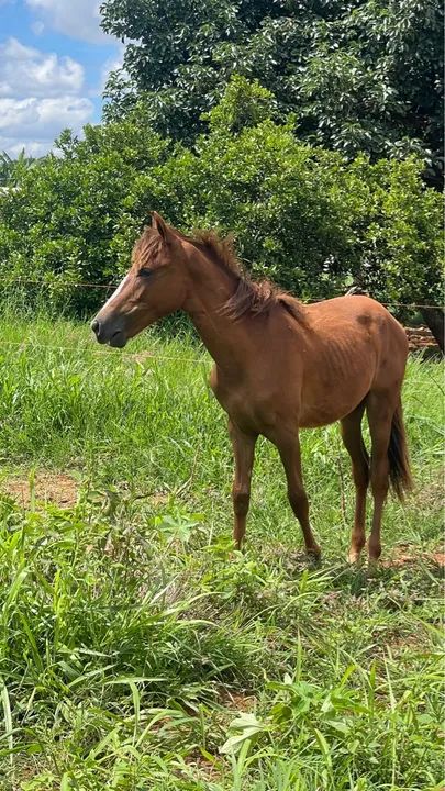 Potro mangalarga machador registrado - Foto 3
