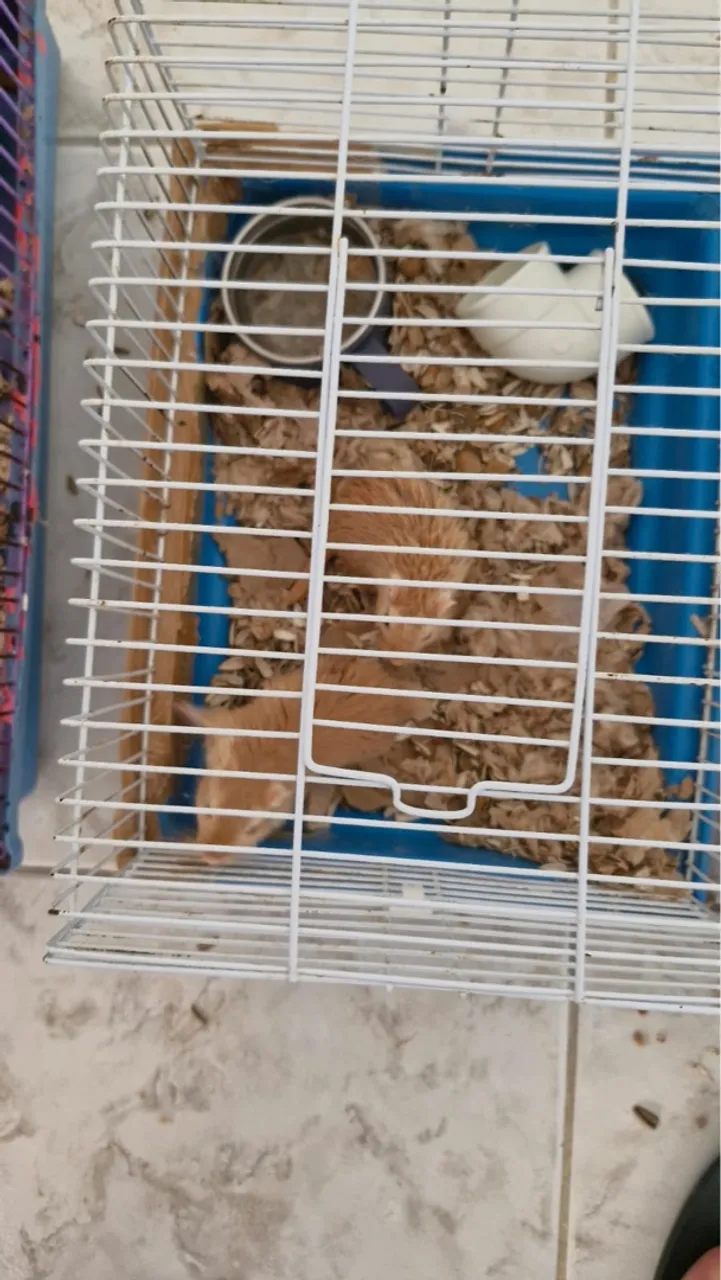 GERBIL ( Esquilo da Mongólia )