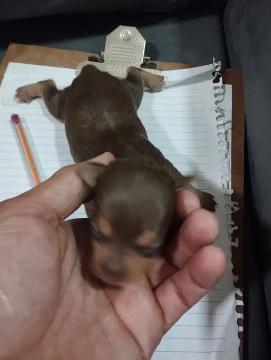 Pinscher chocolate fêmea 