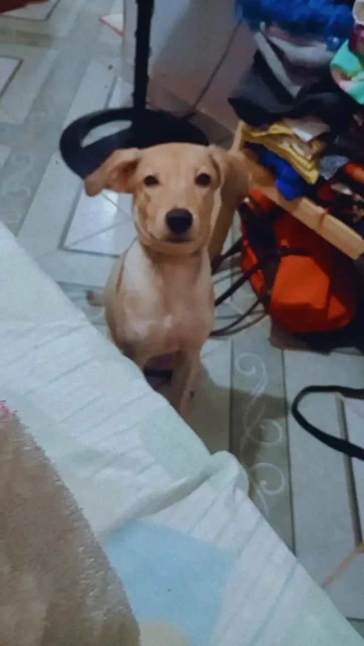 Cachorro SRD pra adoção  - Foto 3