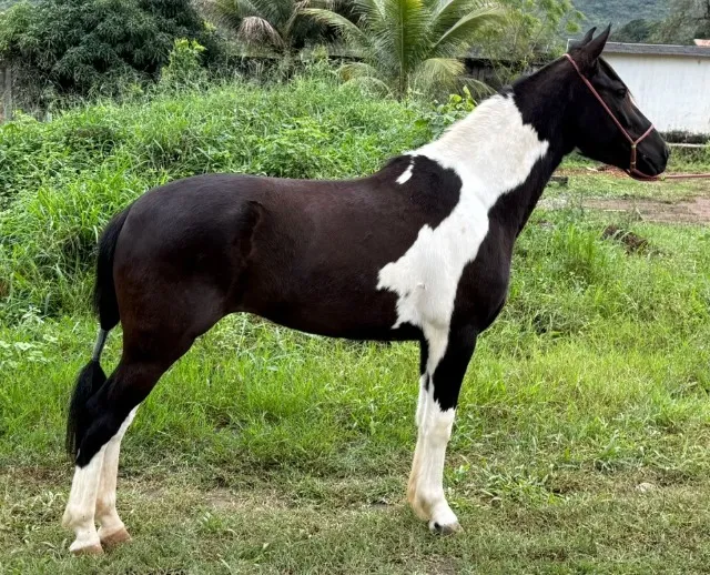 Potro Mangalarga Marchador