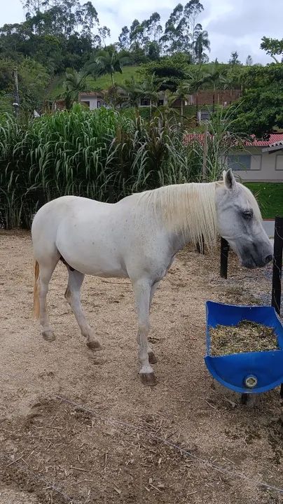 Cavalo marchador para venda  - Foto 3