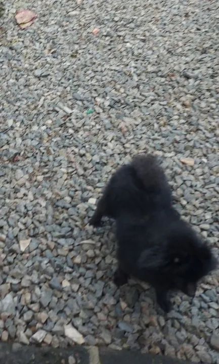 Spitz alemão fêmea  - Foto 3