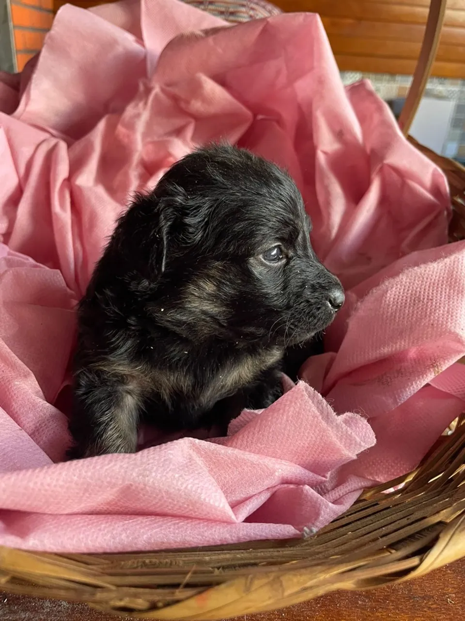 Filhote de cachorro fofo e carinhoso