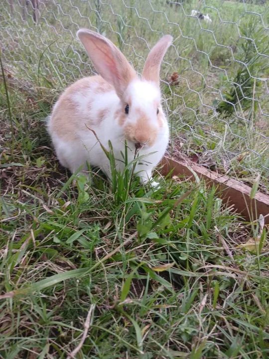 Filhotes de Coelho  - Foto 2