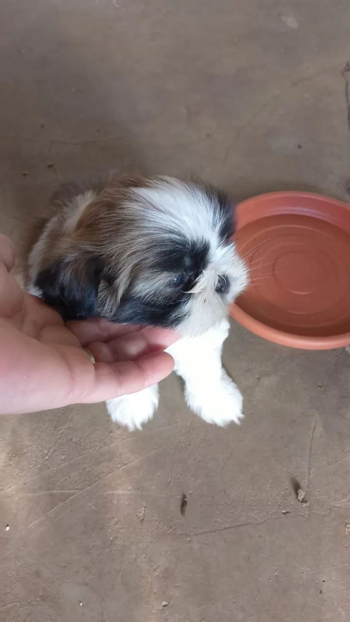 Filhote Shih Tzu puro  - Foto 2
