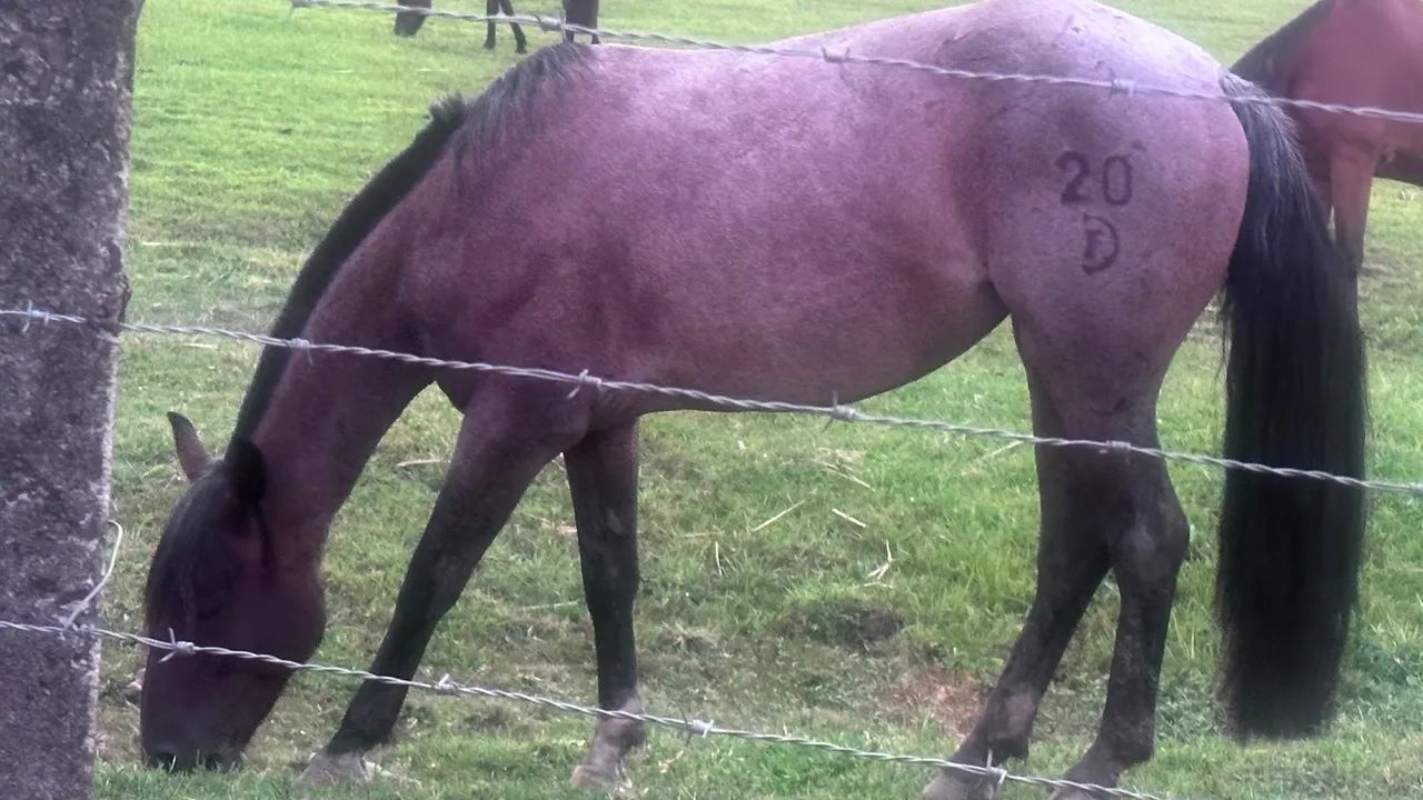 Égua Dom Firmino Pantera - Foto 4