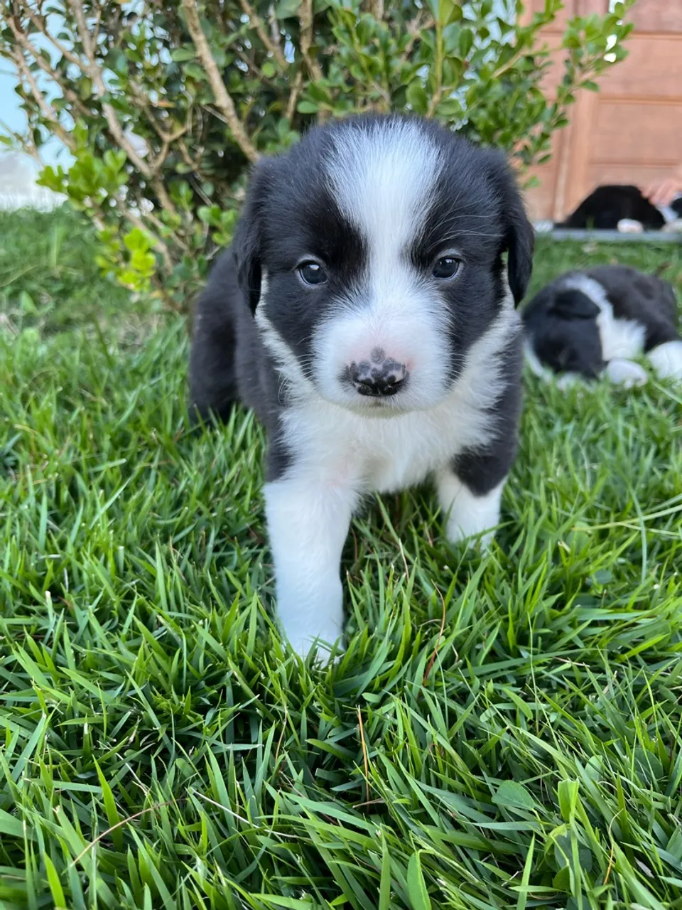 Border collie filhote
