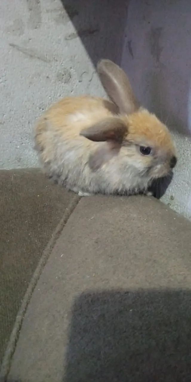 Coelhinhos fofos para alegrar o seu lar! - Foto 2