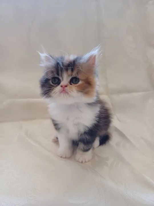  Persa disponível maravilhosos 