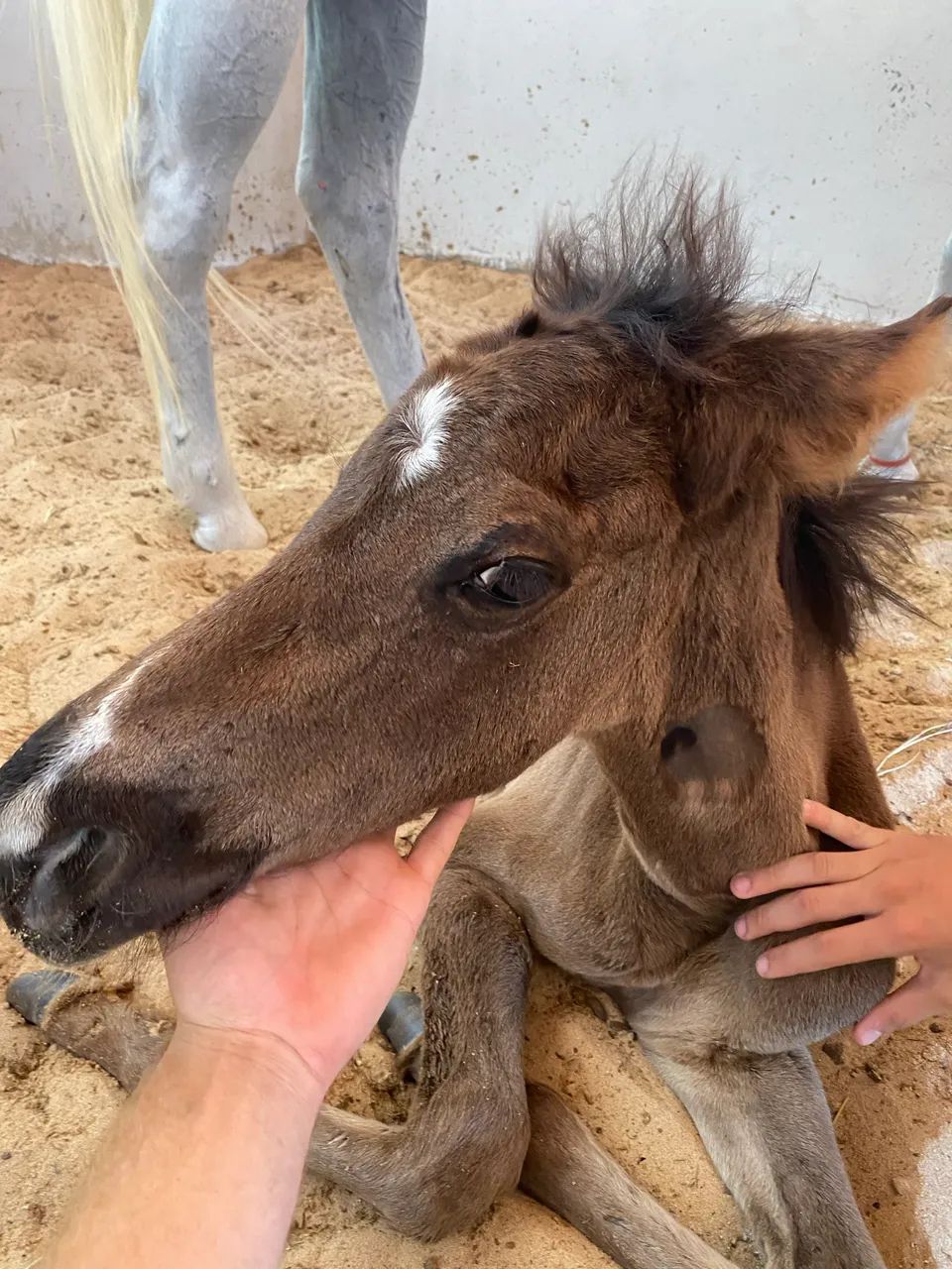 Vendo potro ótima genética 