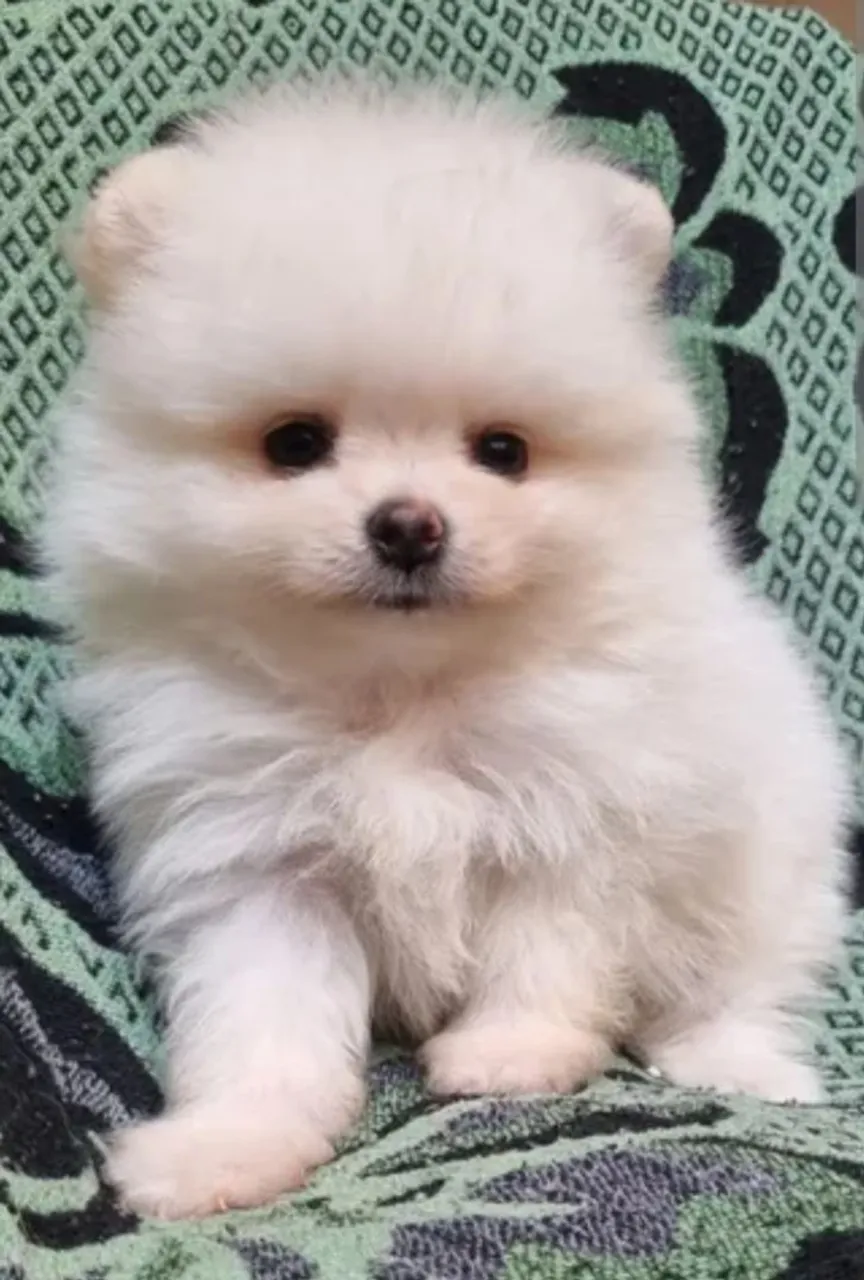 Promoção Lulu da pomerania/ Spitz alemão