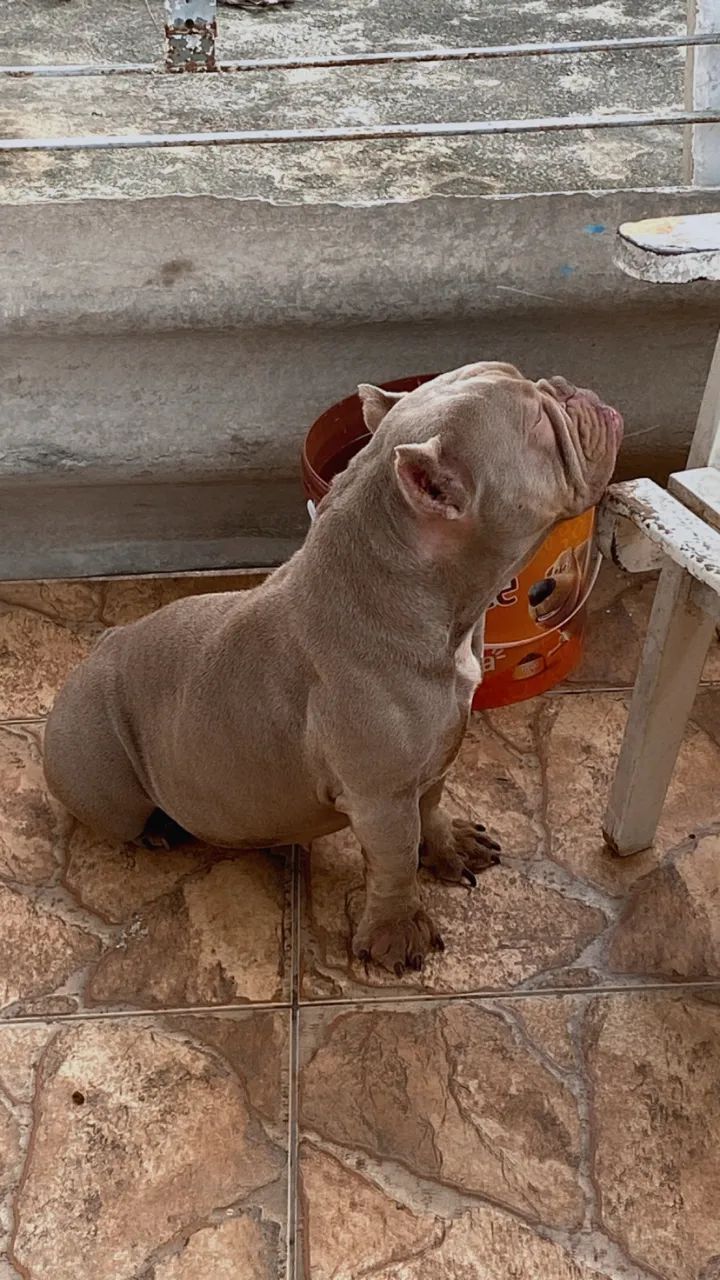 ExoticBully Fêmea64309621300098123