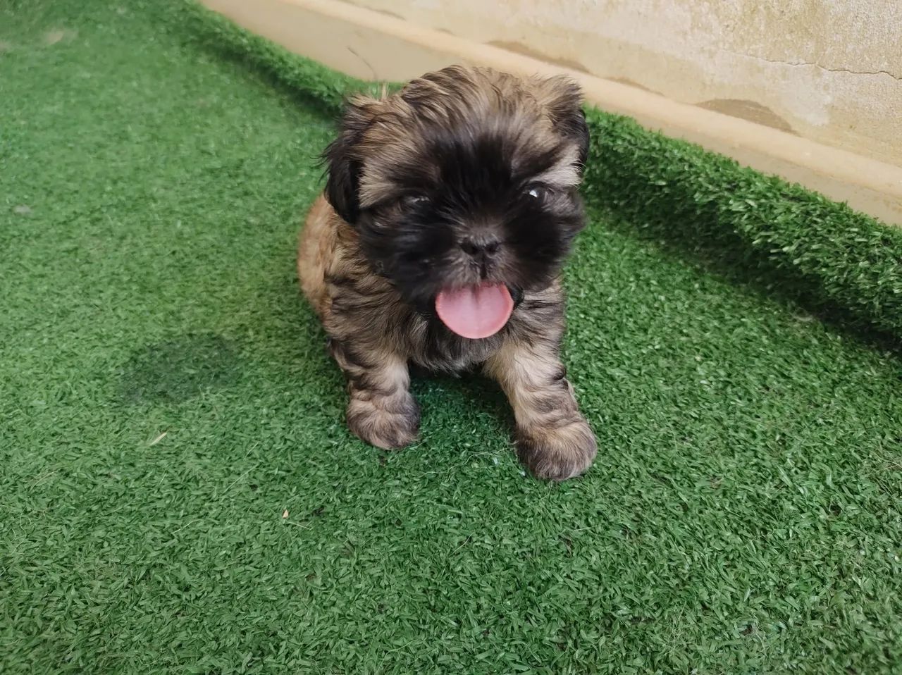 Shitzu fêmea e macho filhotes  - Foto 5