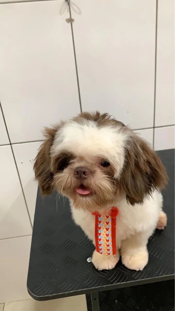 Shih Tzu fofo e charmoso!