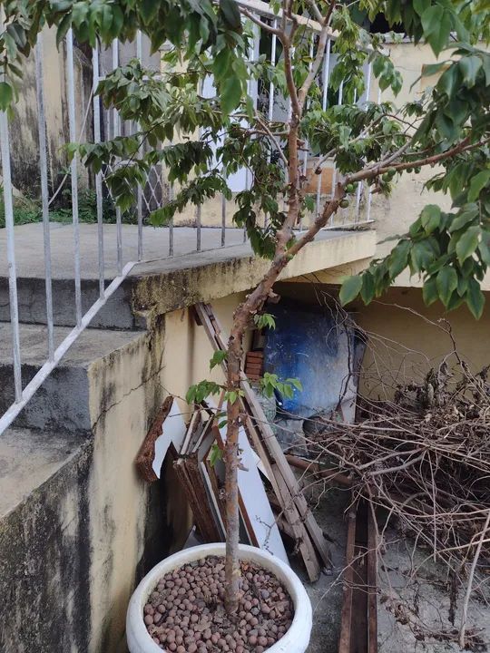 Jabuticabeira dando frutos. - Foto 3