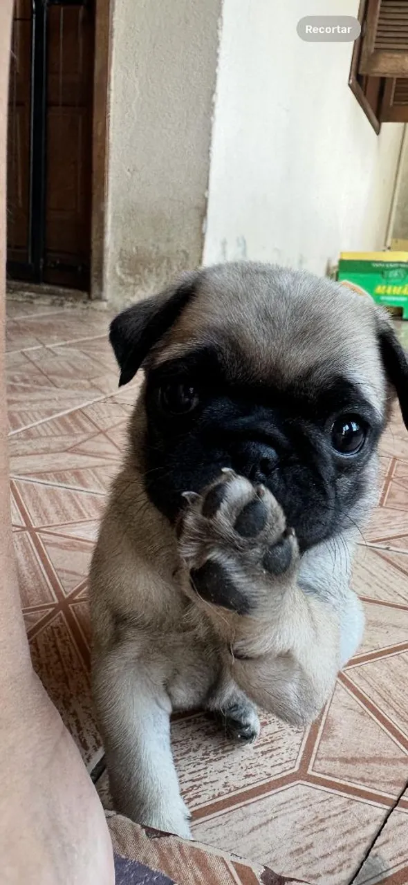 Filhote de Pug Super Fofo!