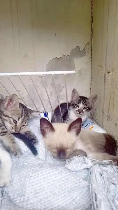 Gatinho lindos e saudáveis para doação  - Foto 3