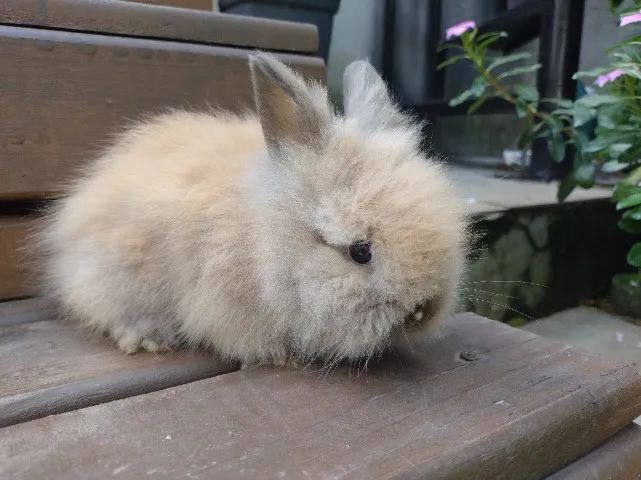 Coelho mini Lion  - Foto 6