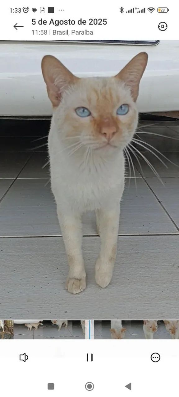 Lindo gatinho de Olhos Azuis