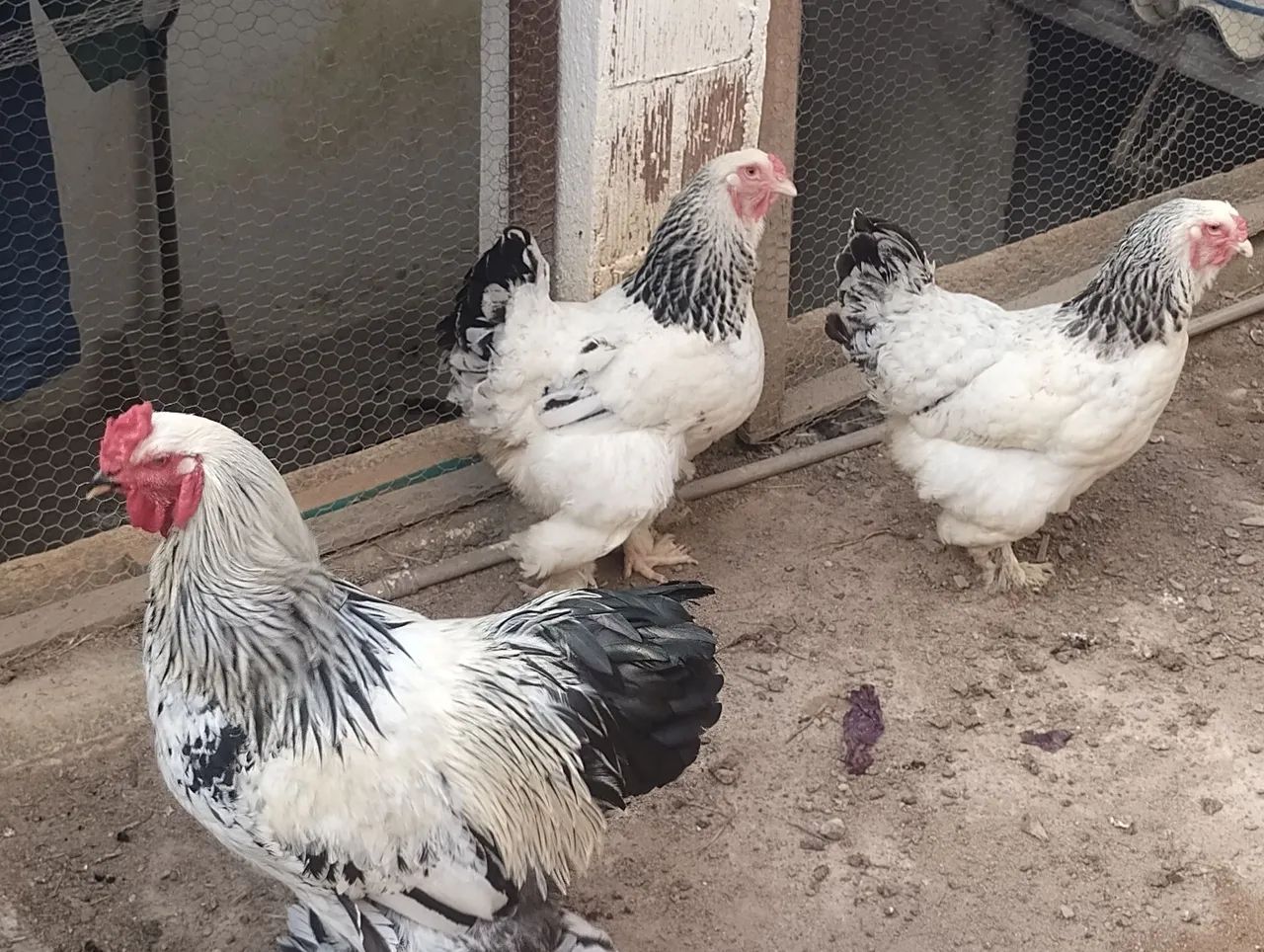 Galinha Brahma light  - Foto 5