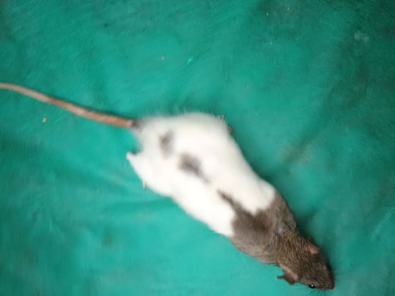 Rato branco disponível para adoção - Foto 3