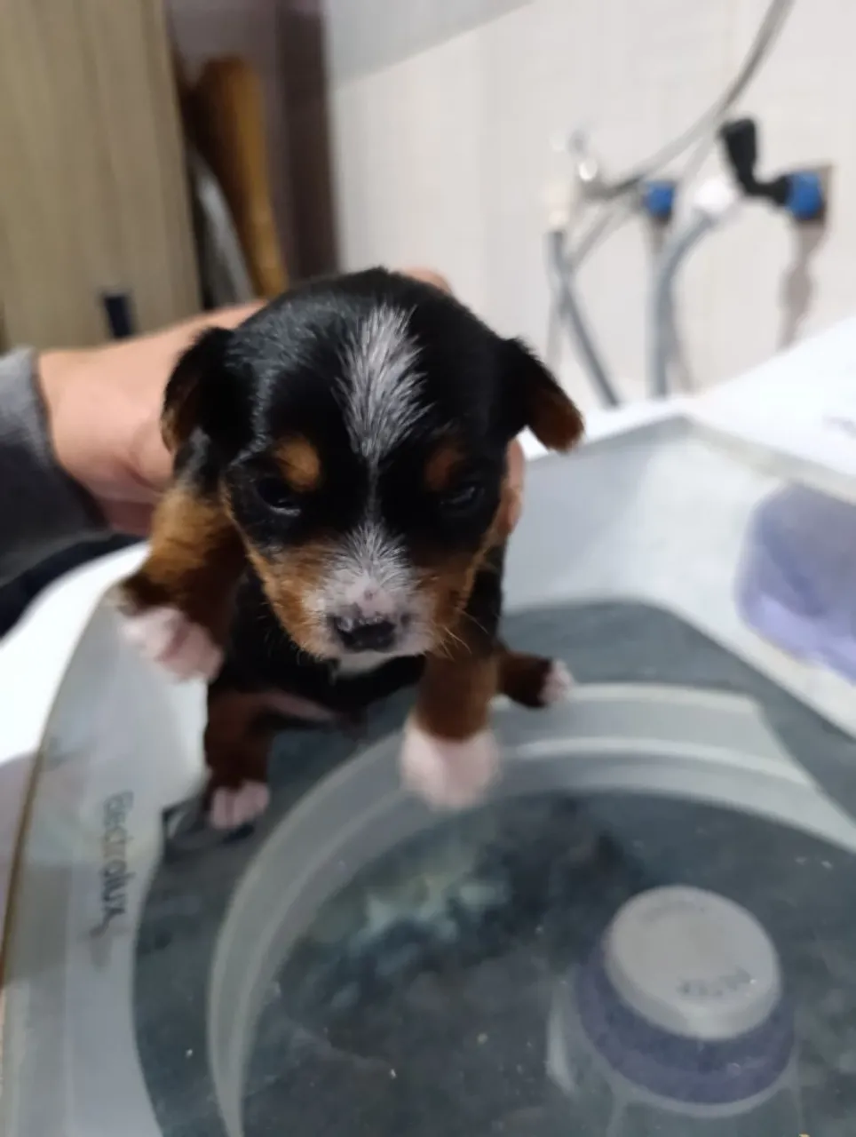 Filhote de Yorkshire Terrier- Fofo e Carinhoso!
