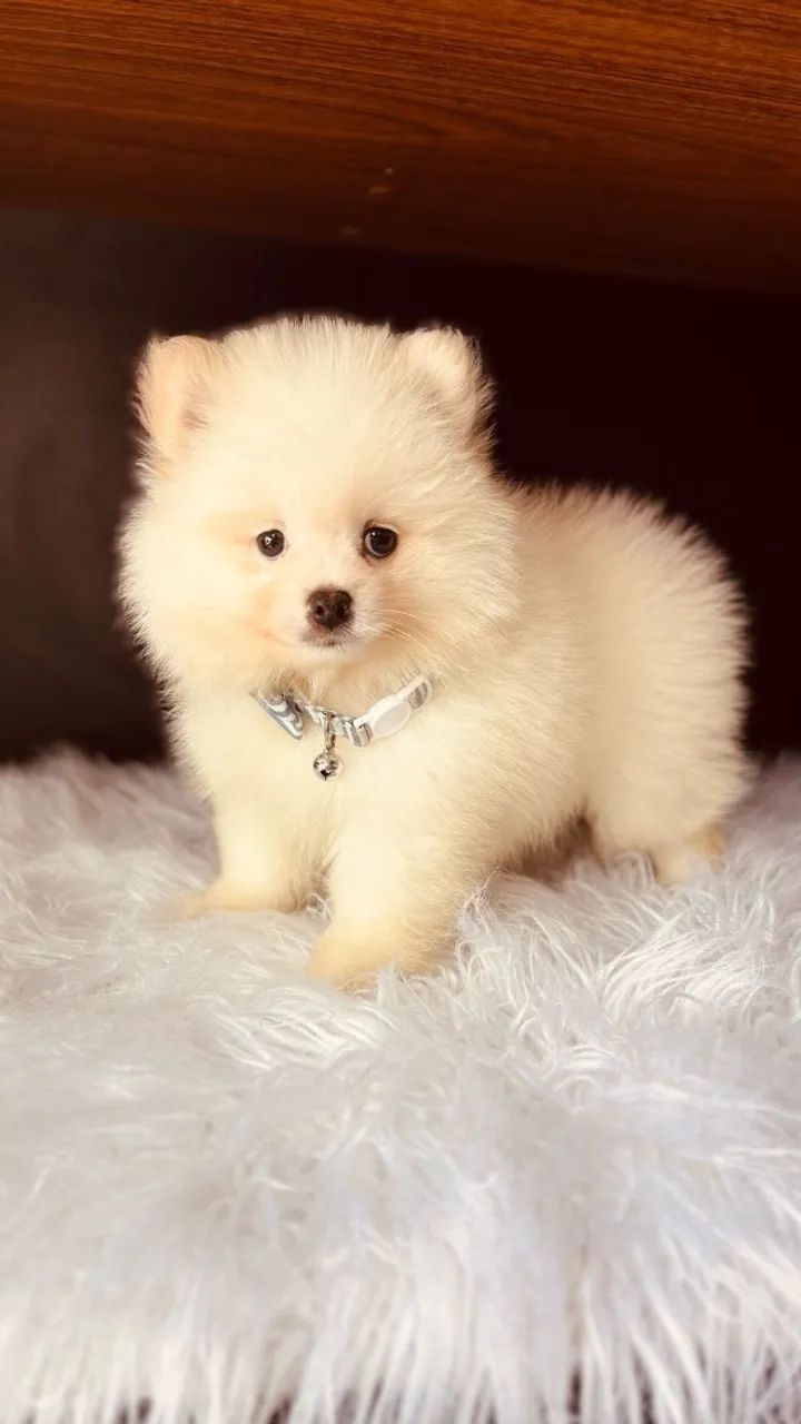 Lindos filhotes de Spitz alemão anao ! - Foto 2
