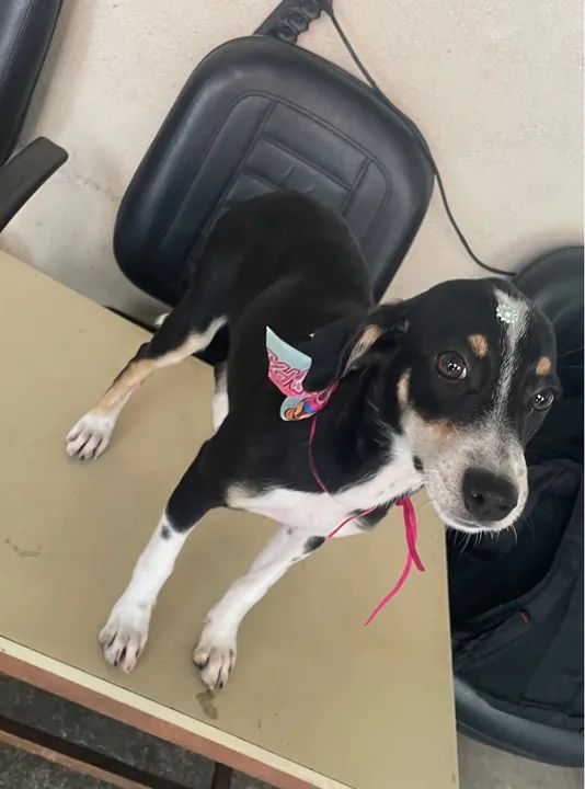 Adoção responsável 