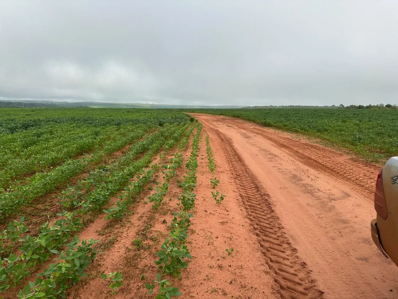 Fazenda 1.220 hect em santa Rita do Trivelato MT. R$:400 saca por hect