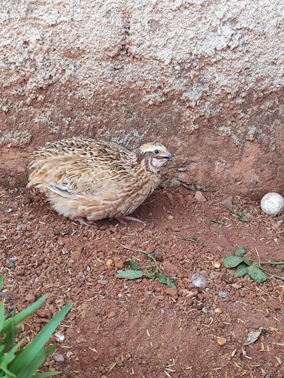 Codorna gigante macho 
