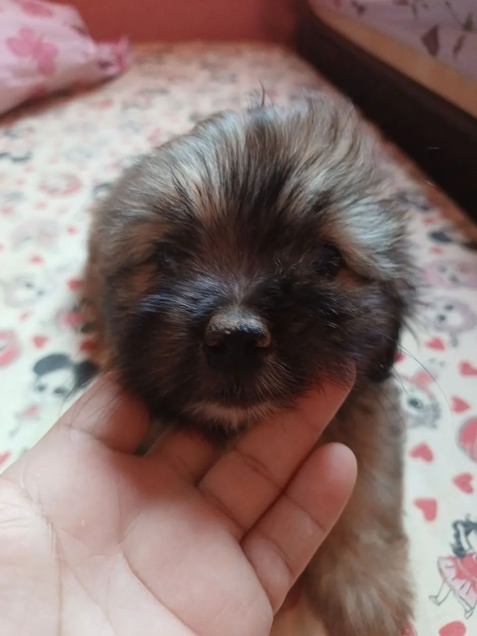 Shitzu  - Foto 3