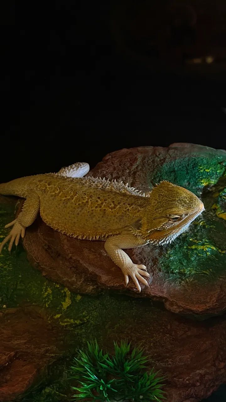 Dragão barbudo pet 