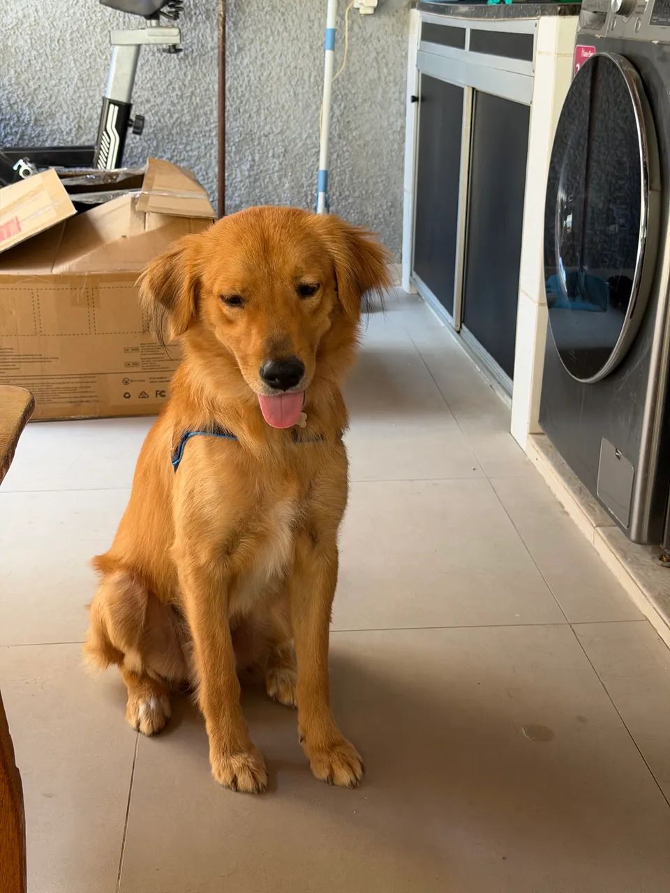 Adoção responsável  - Foto 5