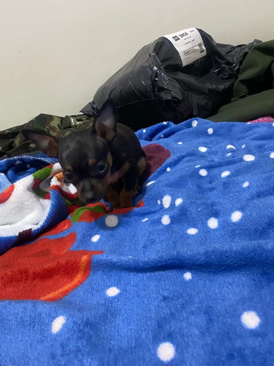 Pinscher  - Foto 4