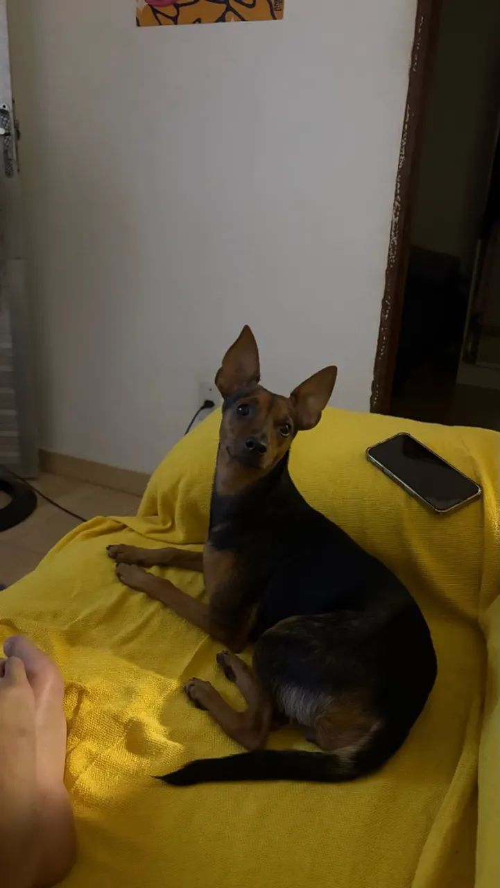 ADOÇÃO 
